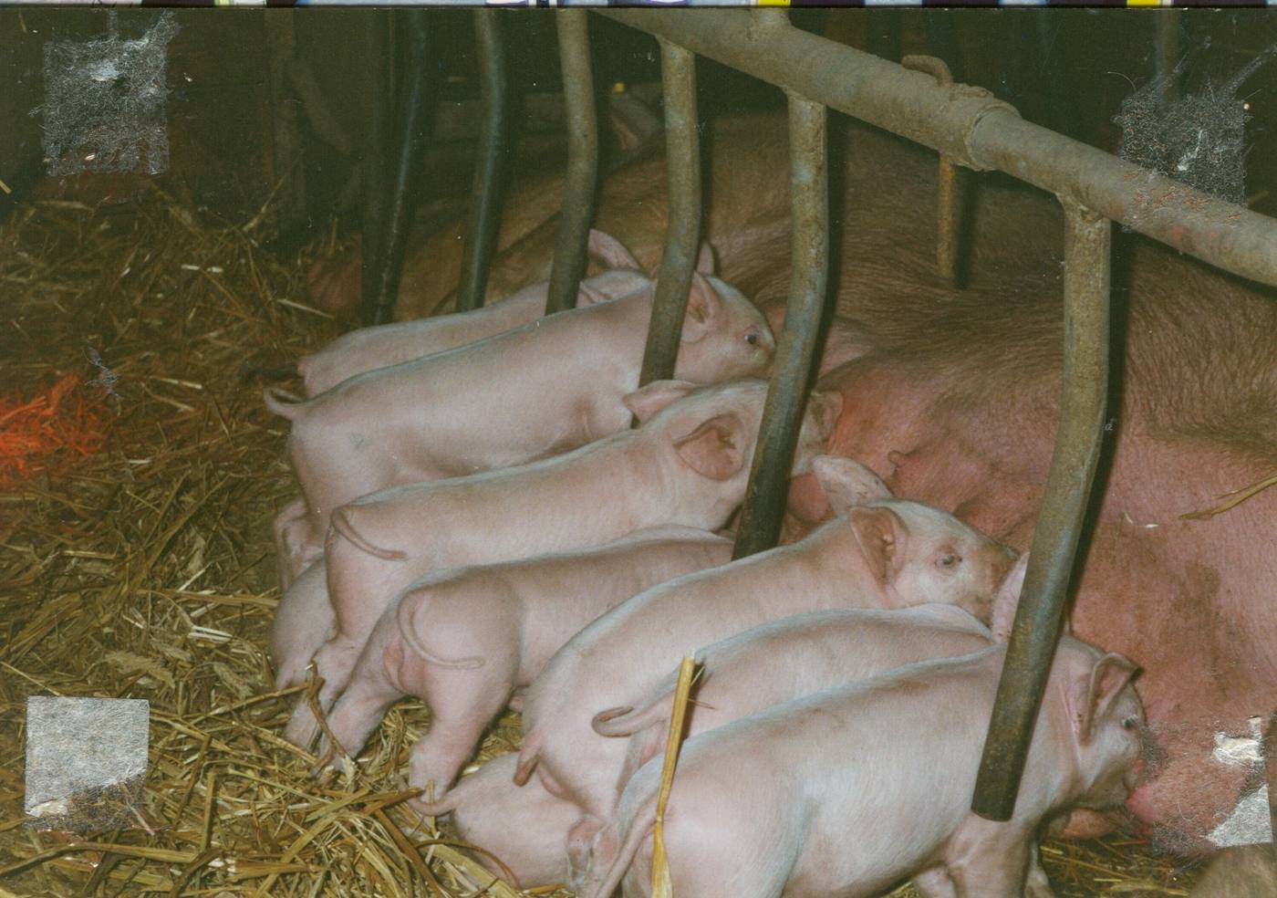 Ferkel bei der Muttersau, altes Foto