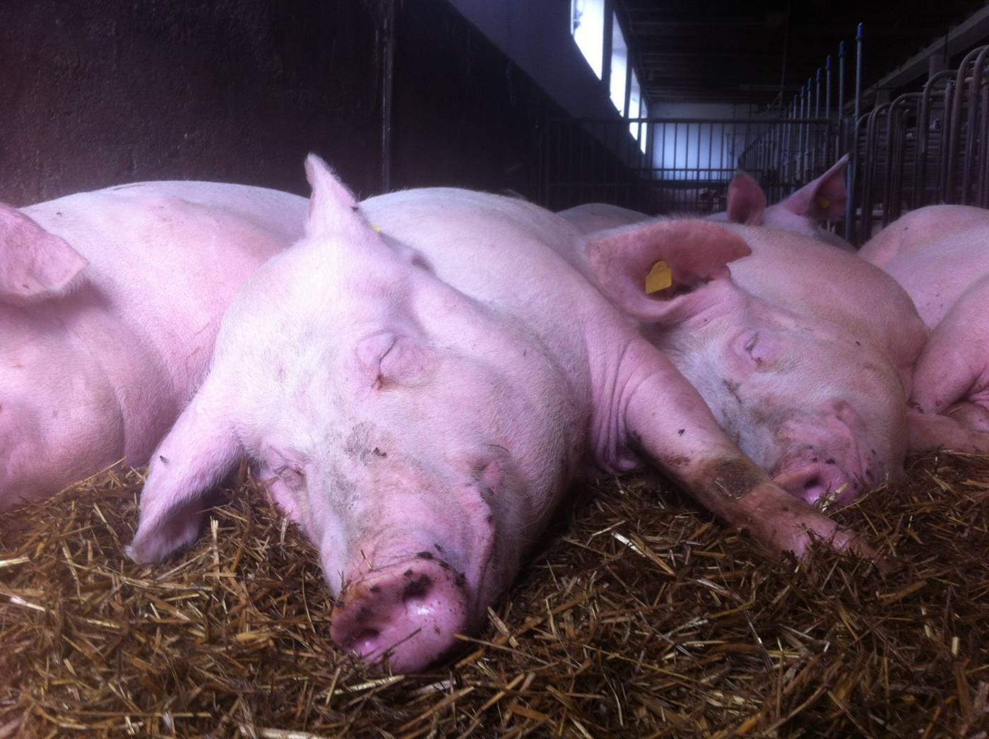 Schweine schlafen auf Stroh im Stall